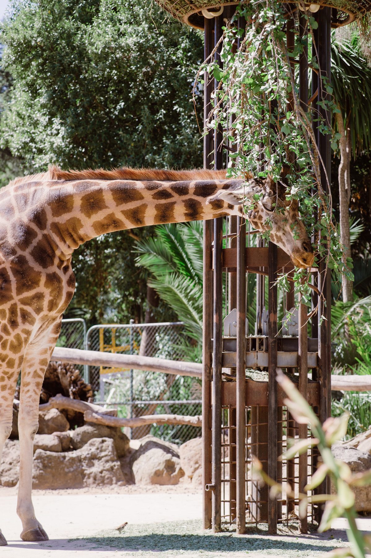 ERIKA + BEN | REAL BRIDE | DEMETRIOS 707 | MELBOURNE WEDDING GOWN | MELBOURNE BRIDAL