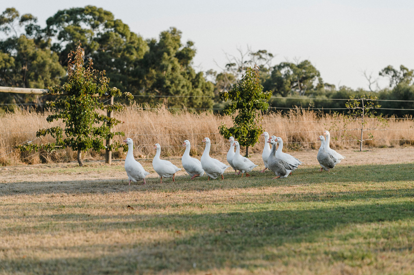 Michelle + David | RC Real Bride | Prunelle by Pronovias | Melbourne Real Bride | Real Wedding