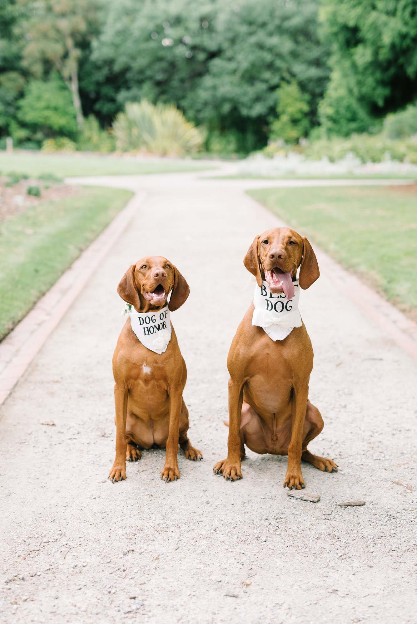 Raffaele Ciuca real bride wears Arleigh wedding dress by Sottero and Midgley-57